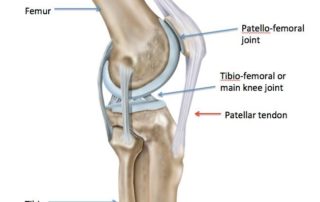 Side view of knee-Somerton Physiotherapy